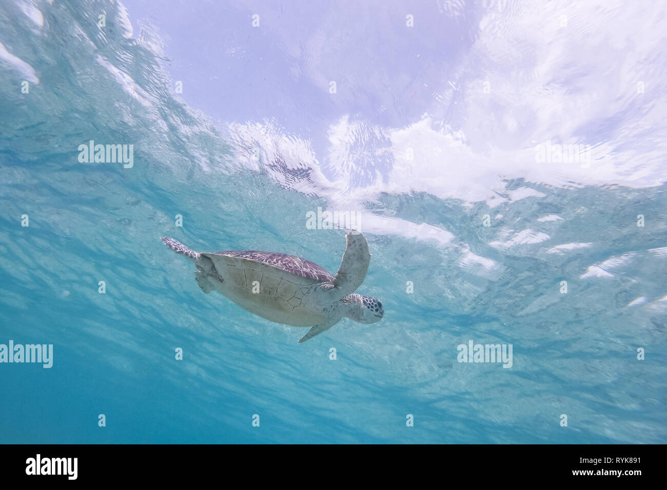 Sea turtle swimming freely in the blue ocean. Stock Photo
