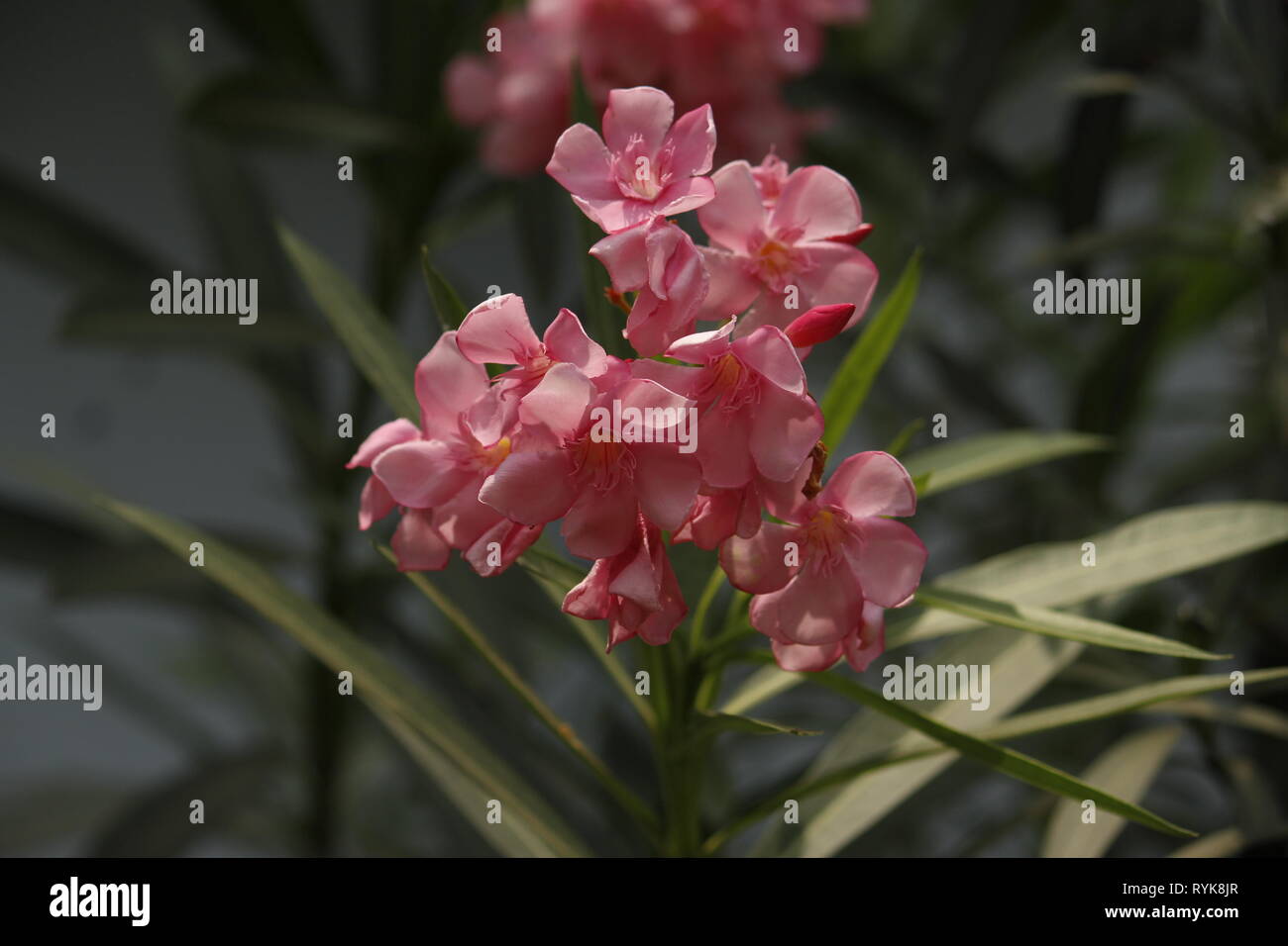 flower photo Stock Photo