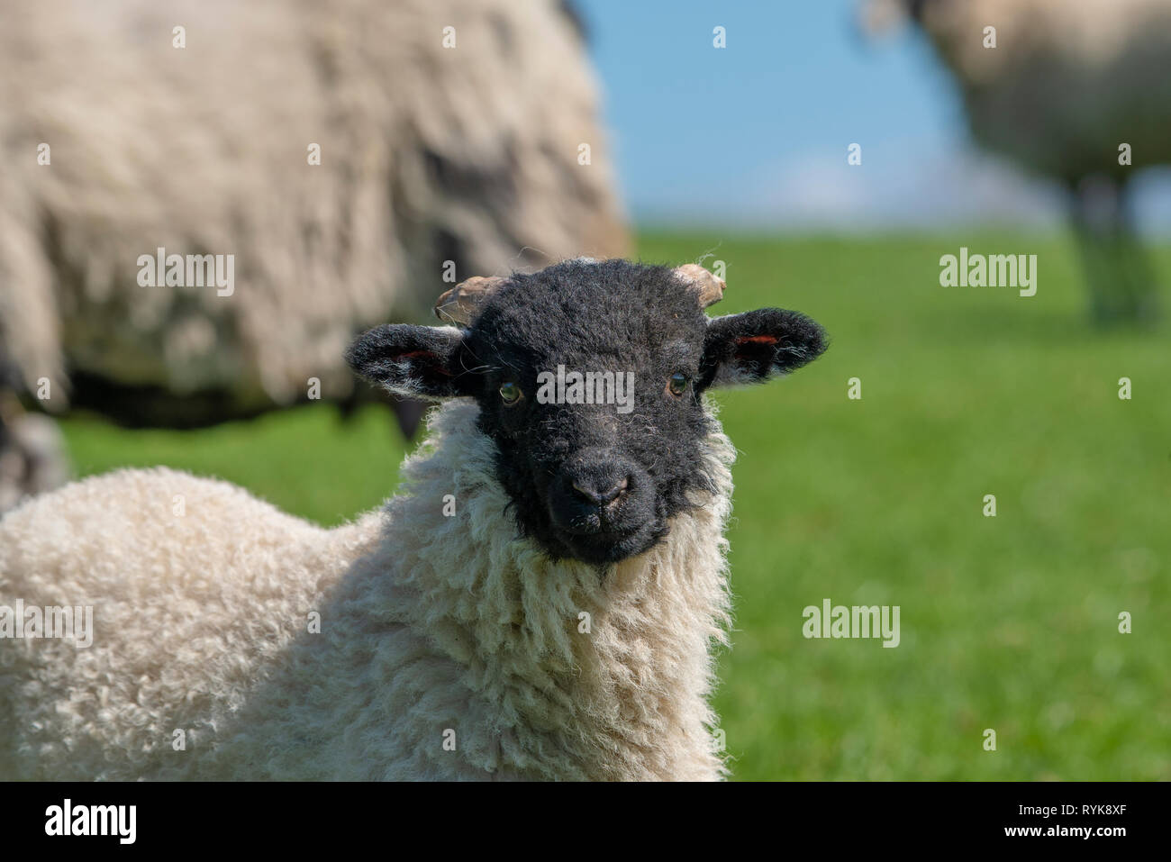 Swaledale lamb, Chipping, Lancashire. Stock Photo