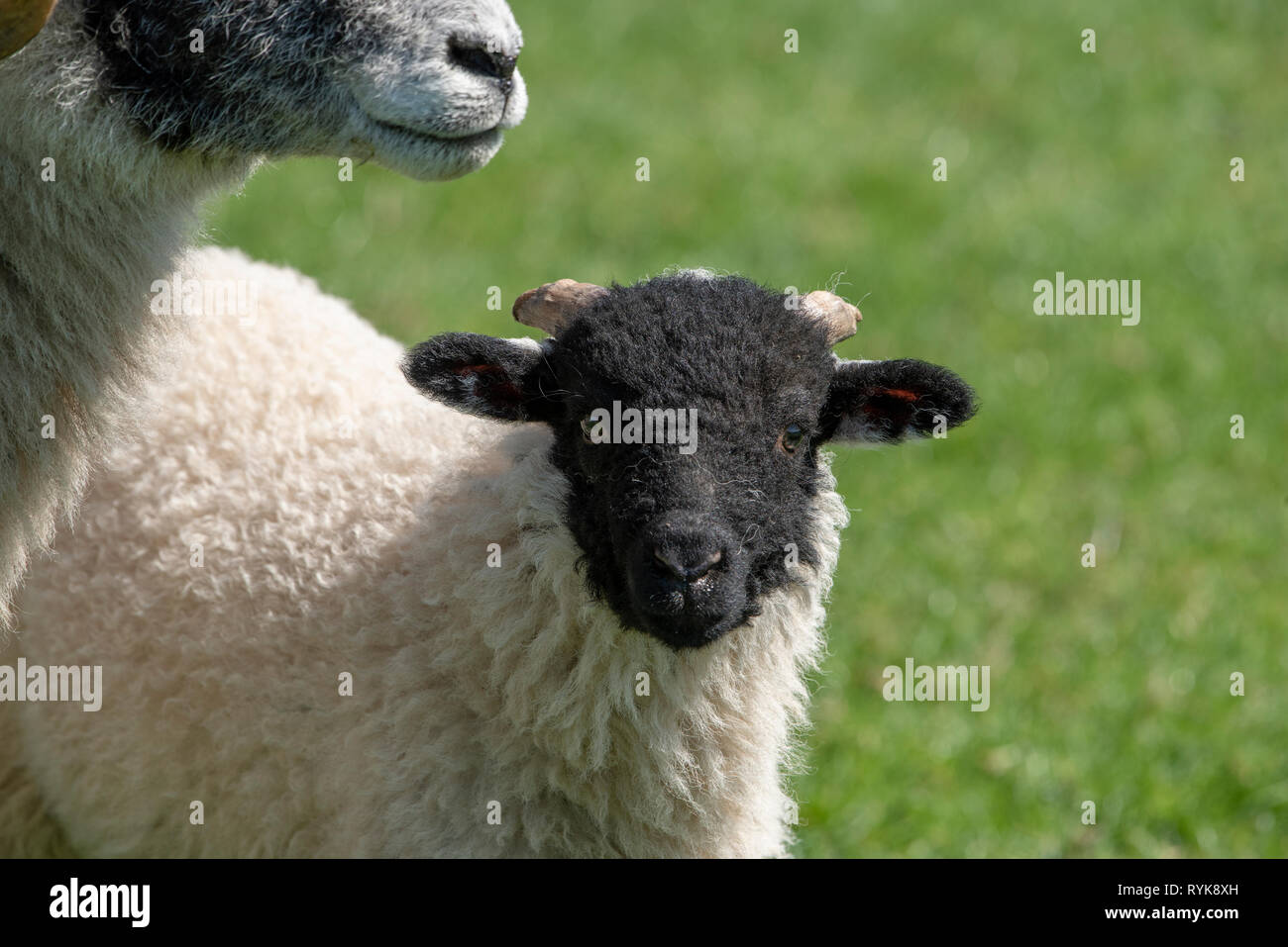 Swaledale lamb, Chipping, Lancashire. Stock Photo