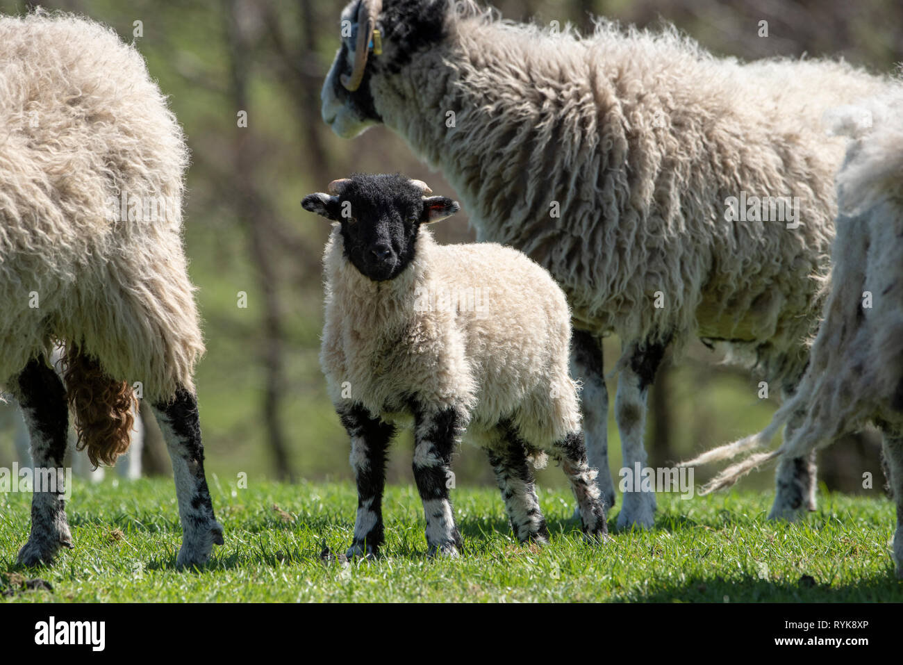 Swaledale lamb, Chipping, Lancashire. Stock Photo