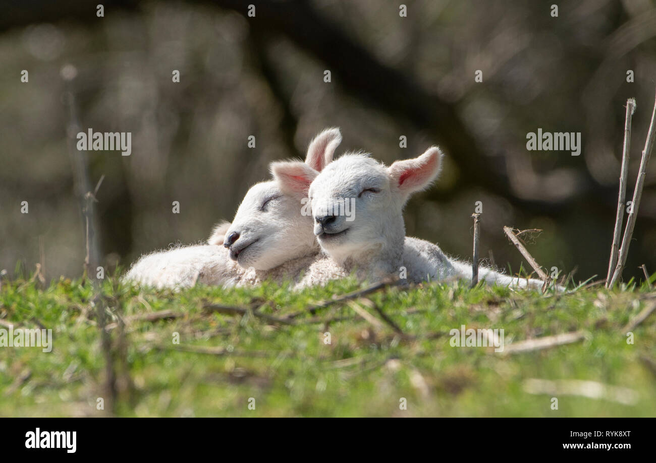 Texel sired lambs sleeping, Chipping, Lancashire. Stock Photo