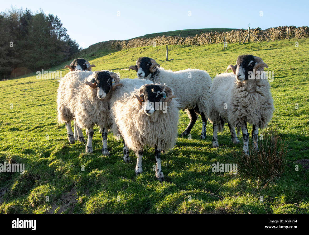 Swaledale rams, Chipping, Preston, Lancashire. Stock Photo