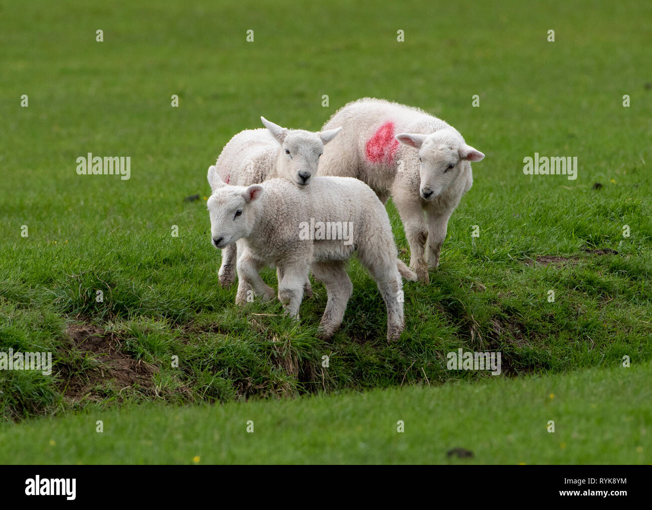 Texel sired lambs from Mule ewes playing, Dunsop Bridge, Lancashire, UK. Stock Photo