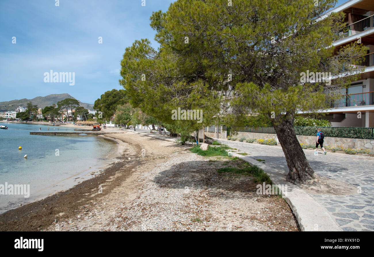Pine Walk Port Pollensa Majorca High Resolution Stock Photography and  Images - Alamy