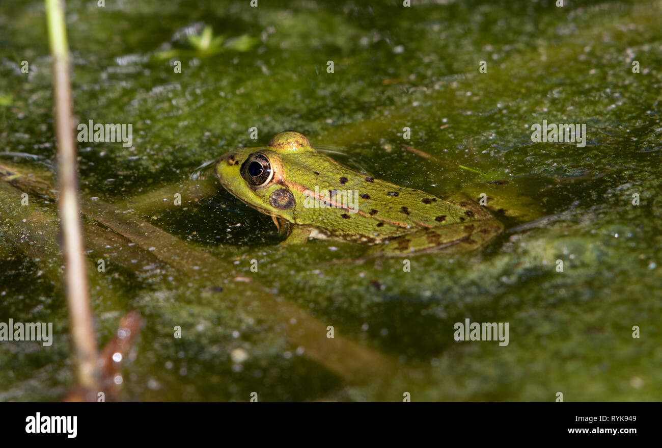 Cute frog pond hi-res stock photography and images - Alamy
