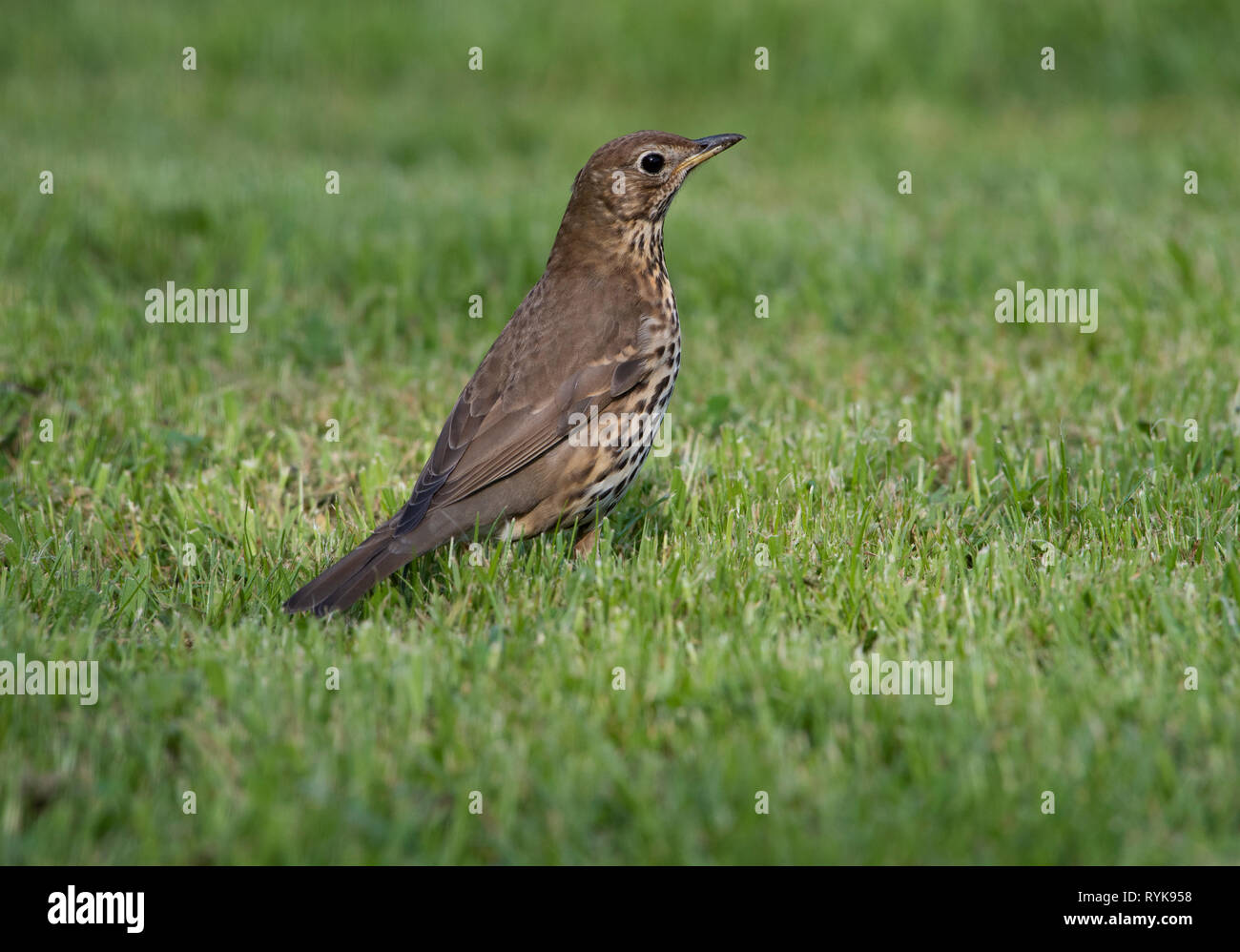 Song thrush on grassland, Chipping, Lancashire. Stock Photo