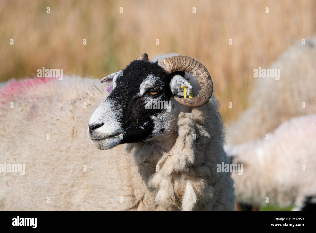 Swaledale ewe, Marshaw, Lancaster, Lancashire. Stock Photo