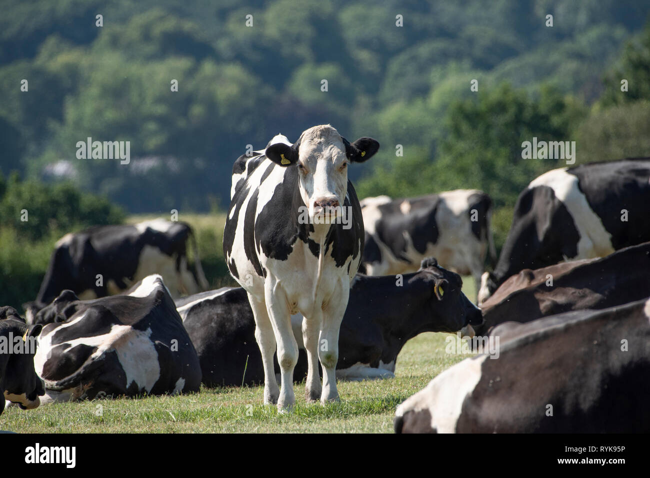 Holstein dairy cows, Grimsargh, Preston, Lancashire Stock Photo