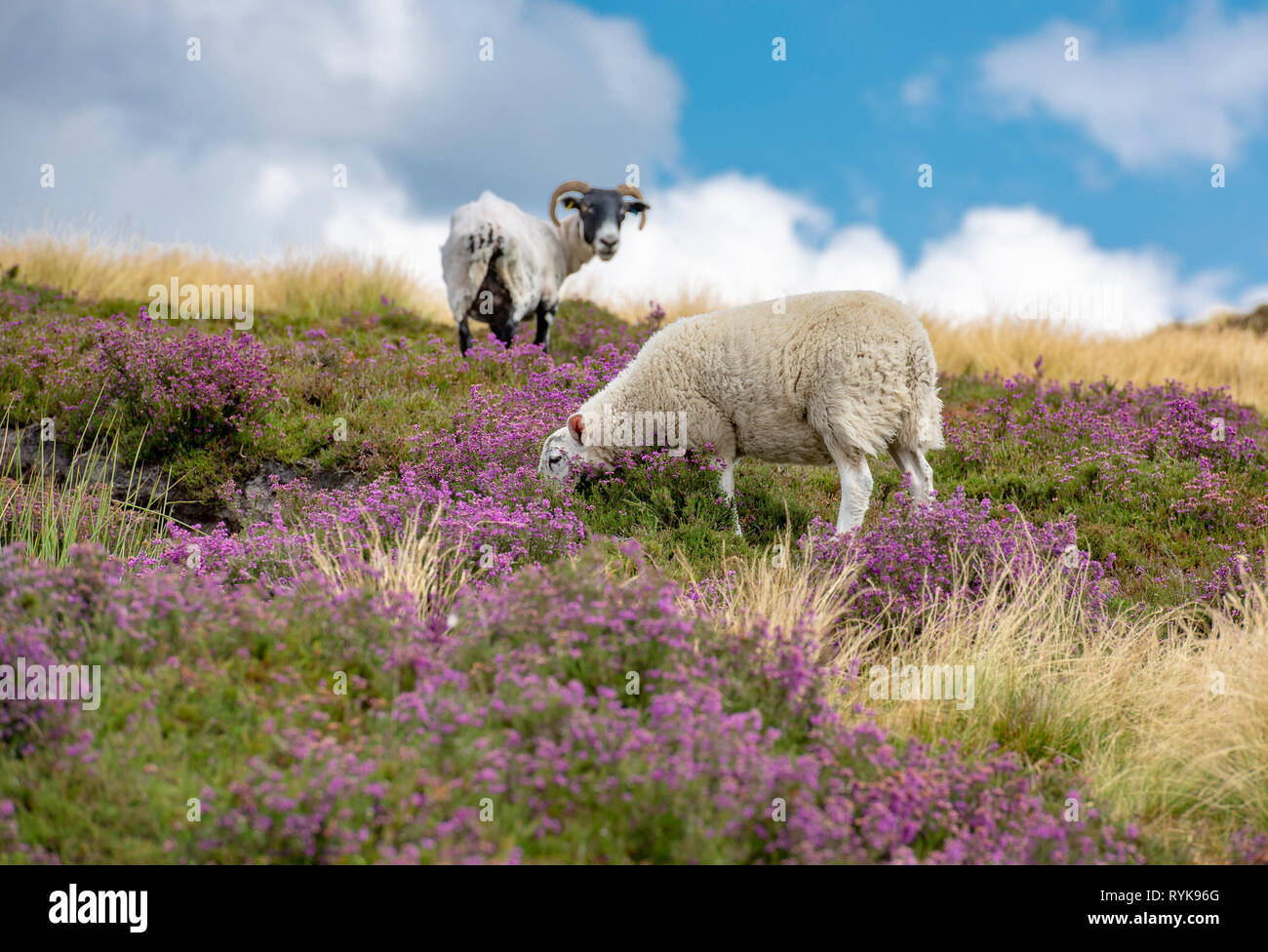 Scottish Blackface ewe with lamb on heather, Co Durham. Stock Photo