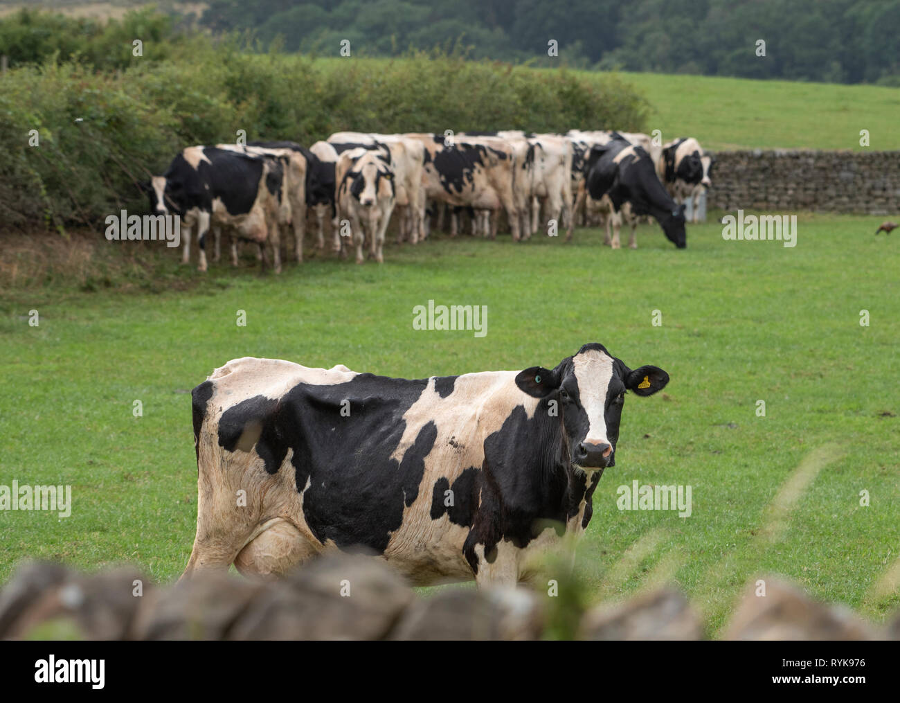 Dairy cows sheltering from rain, Lancaster, Lancashire. Stock Photo