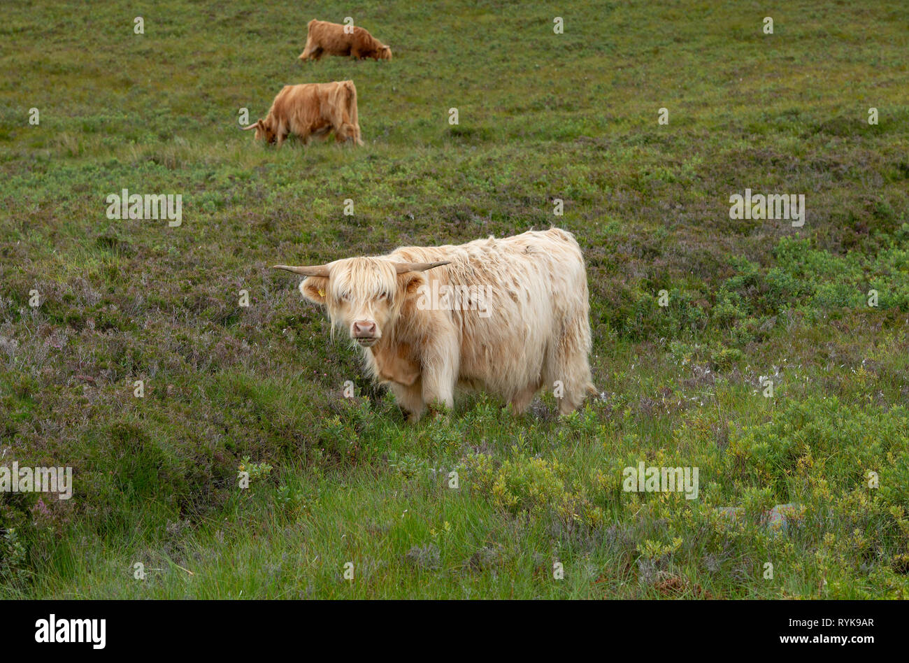 Highland cows near Applecross Scottish Highlands. Stock Photo