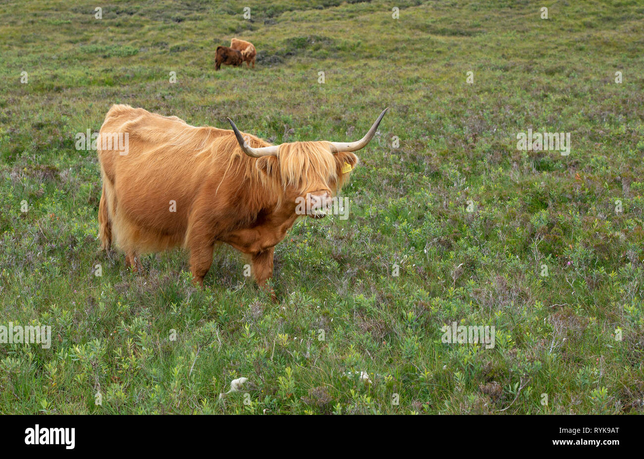 Highland cows near Applecross Scottish Highlands. Stock Photo