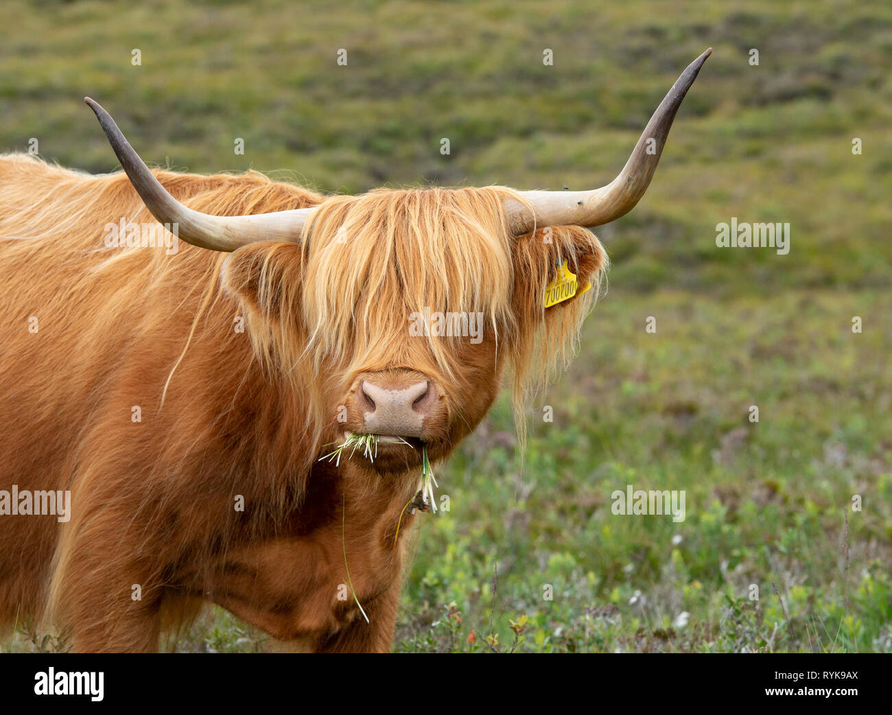 Highland cow near Applecross Scottish Highlands Stock Photo - Alamy