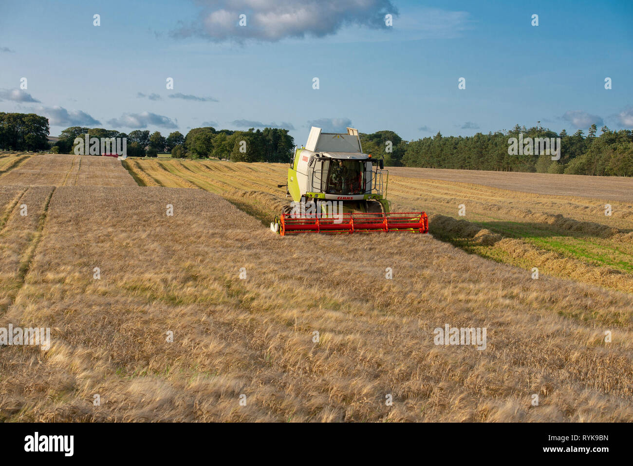 Evening combining a crop of barley near Lauder, Berwickshire, Scottish Borders. Stock Photo