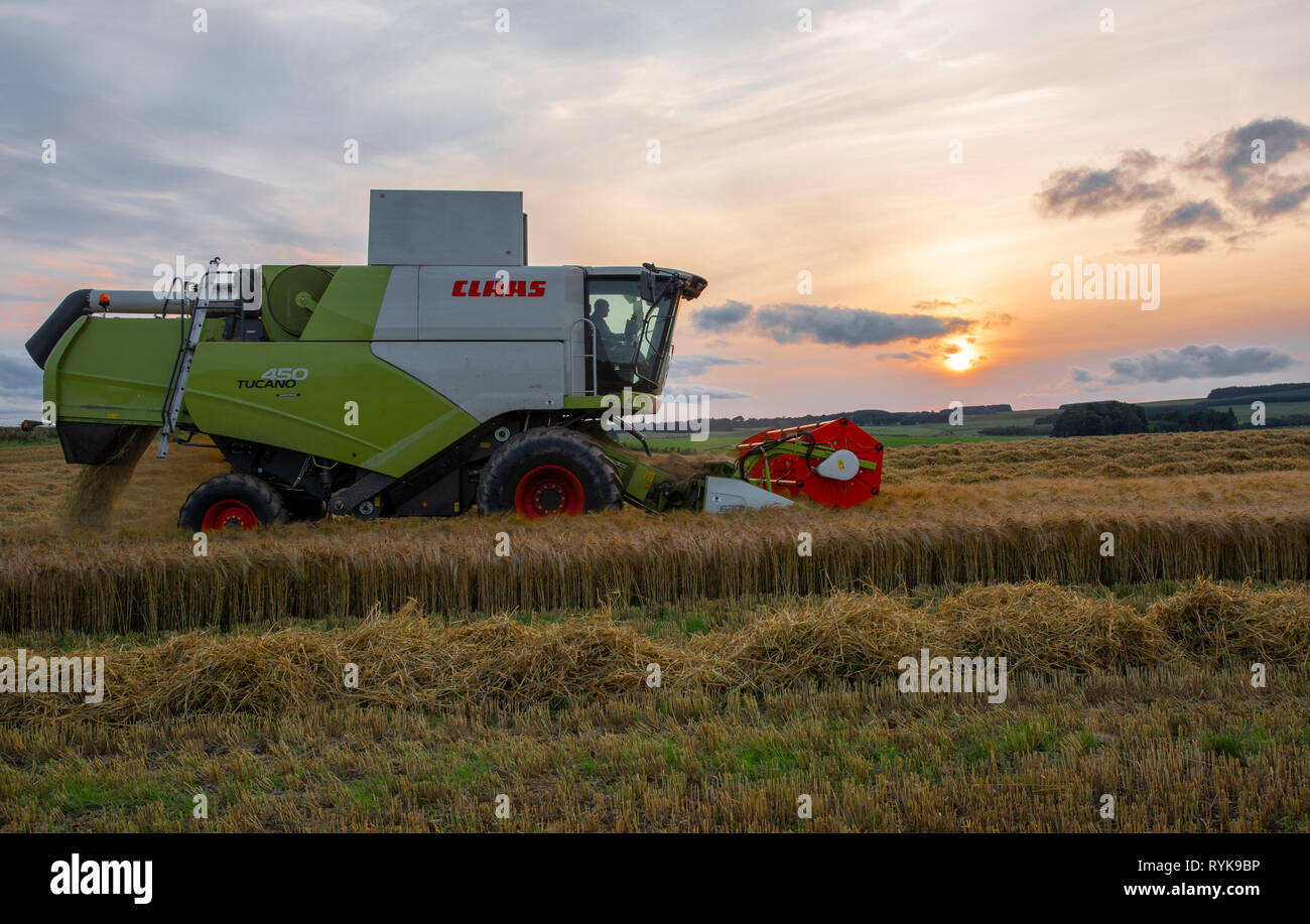 Evening combining a crop of barley near Lauder, Berwickshire, Scottish Borders. Stock Photo