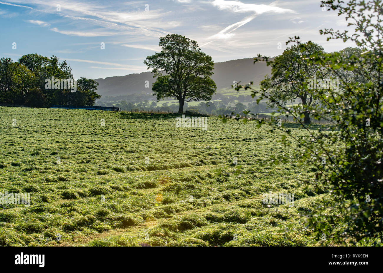 A grass silage field near Chipping, Preston, Lancashire. Stock Photo