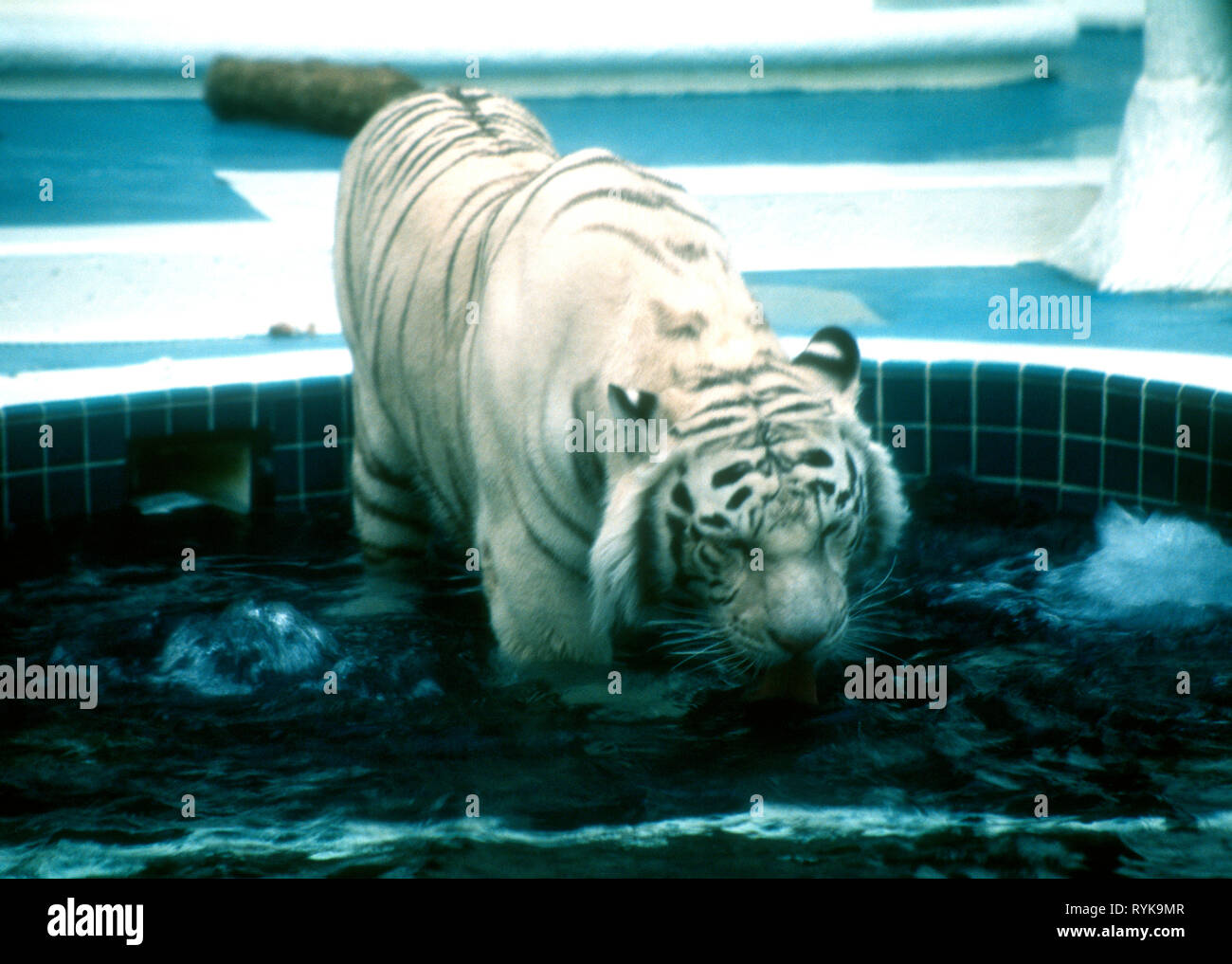 White tiger mirage las vegas hires stock photography and images Alamy