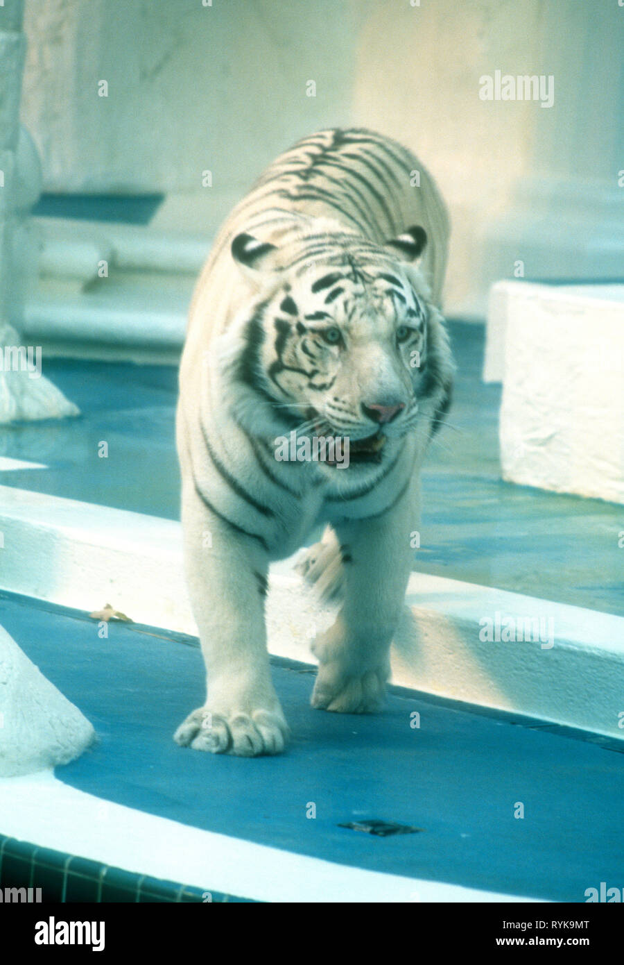 Mirage casino white tigers opening day