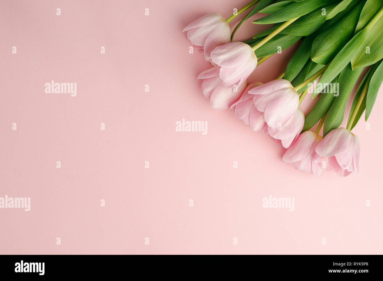 Pastel pink tulip flowers bouquet on pink background. Flat lay, top ...