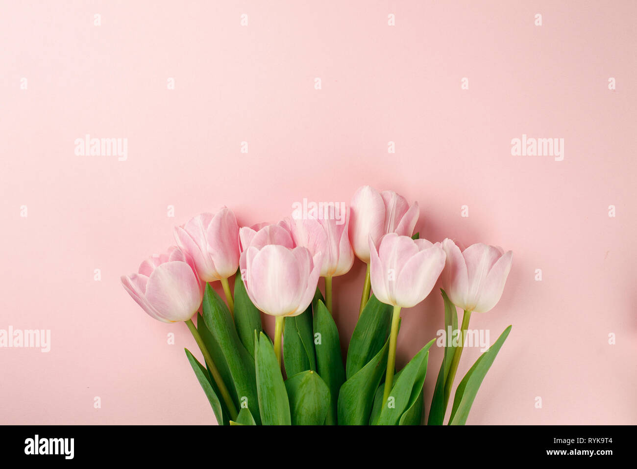 Pastel pink tulip flowers bouquet on pink background. Flat lay, top ...