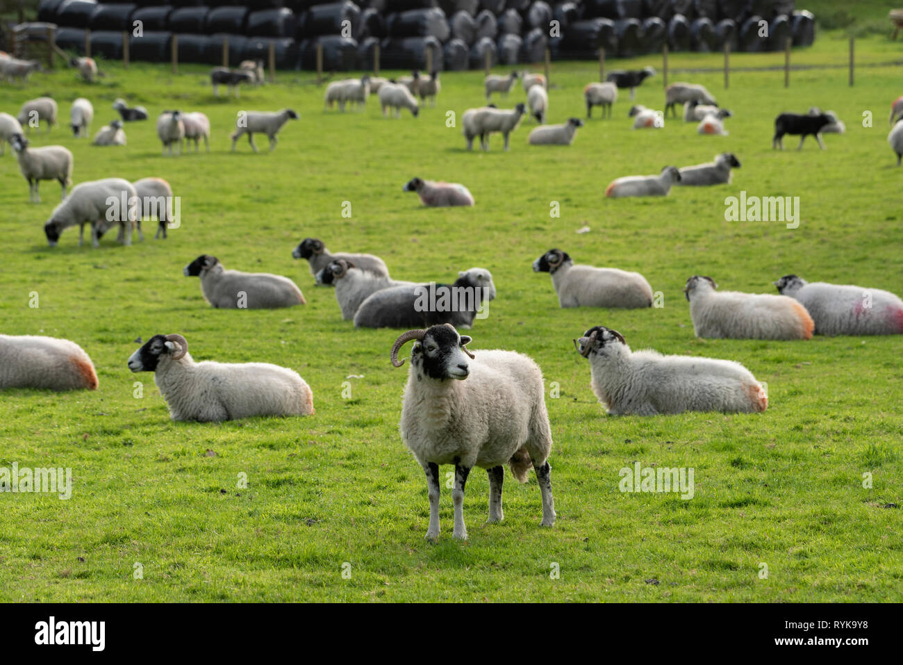 Swaledale and Herdwick sheep, Rydal, Lake District, Cumbria. Stock Photo