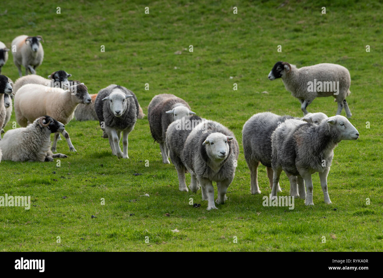 Swaledale and Herdwick sheep, Rydal, Lake District, Cumbria. Stock Photo