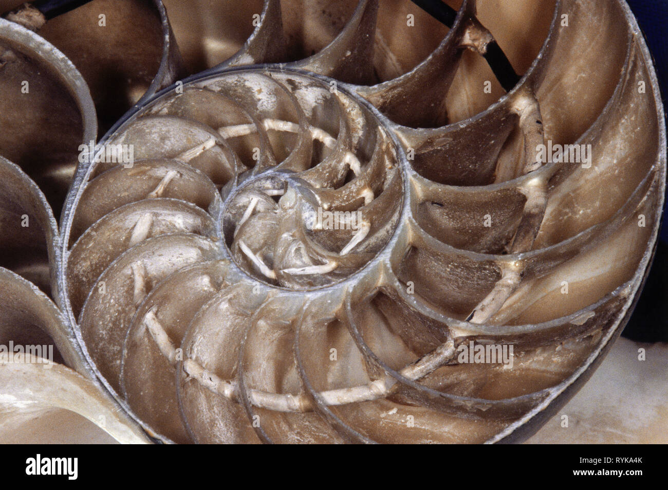 prehistory, prehistoric times, fossilization, nautilus, Additional-Rights-Clearance-Info-Not-Available Stock Photo