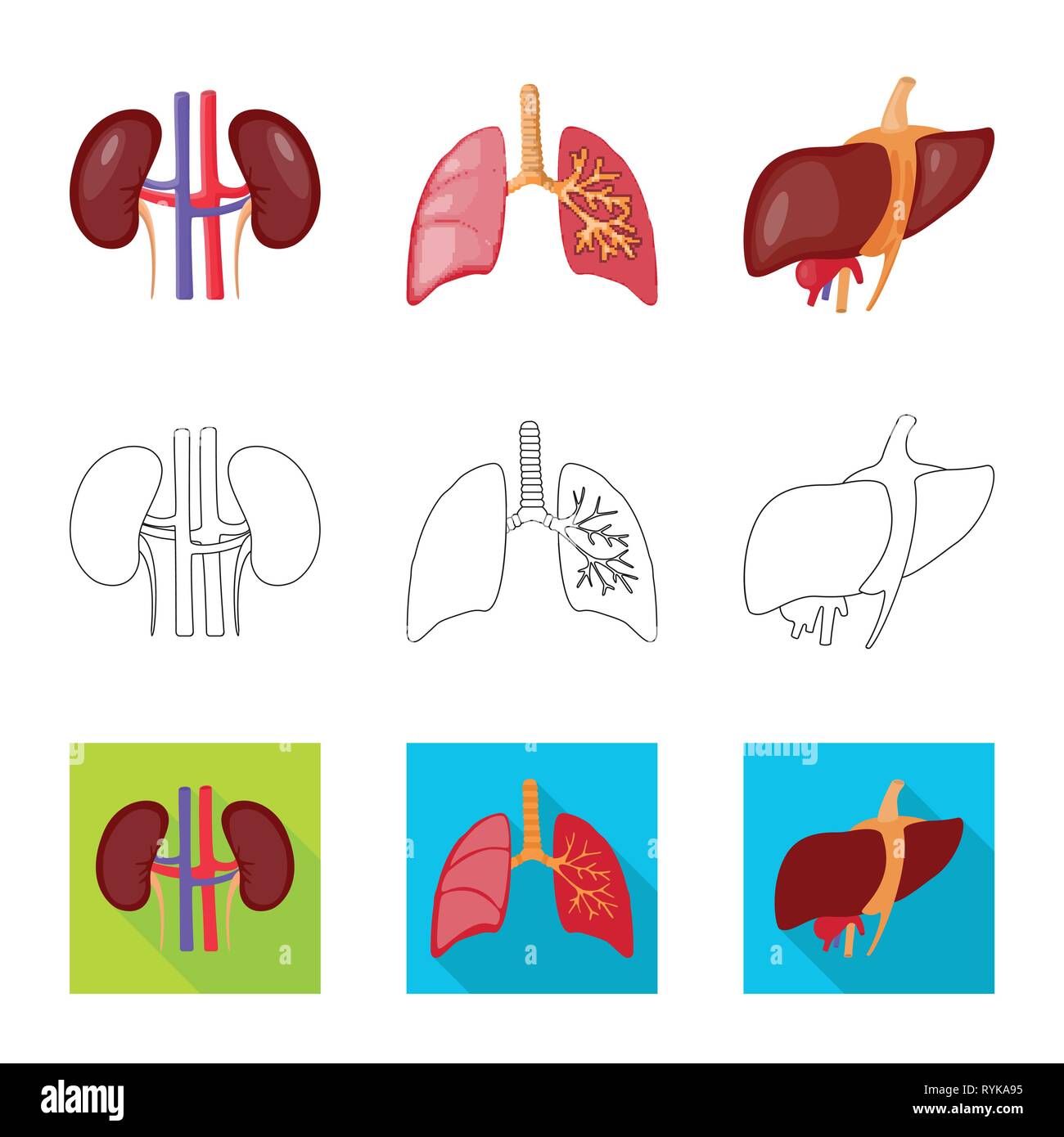 kidney,lung,liver,urinary,trachea,digestive,beans,pulmonary,body