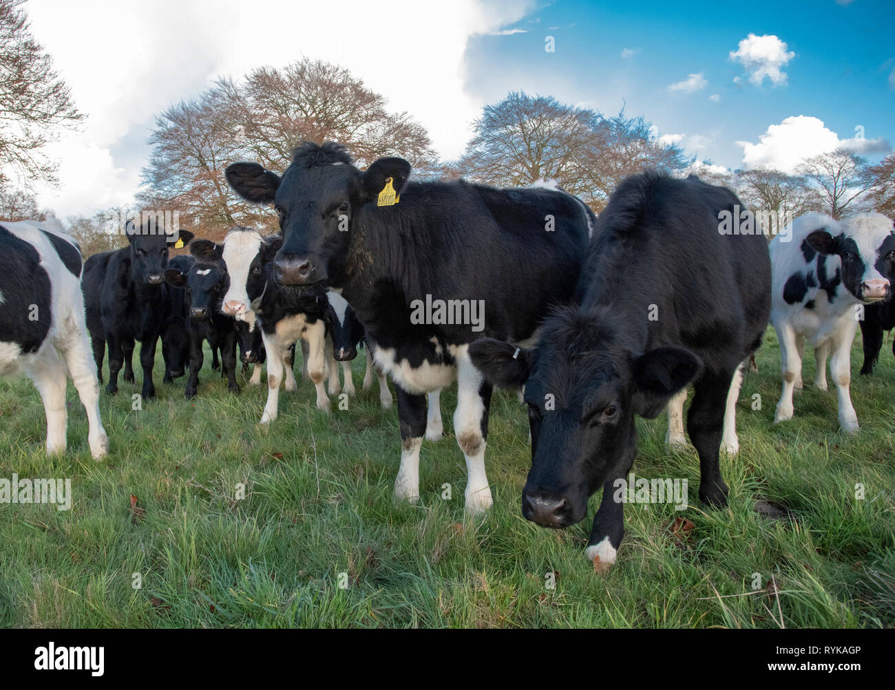 Dairy heifers, Oxford, Oxfordshire. Stock Photo