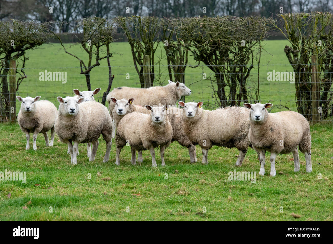 Cross bred finishing lambs, St Helens, Merseyside. Stock Photo