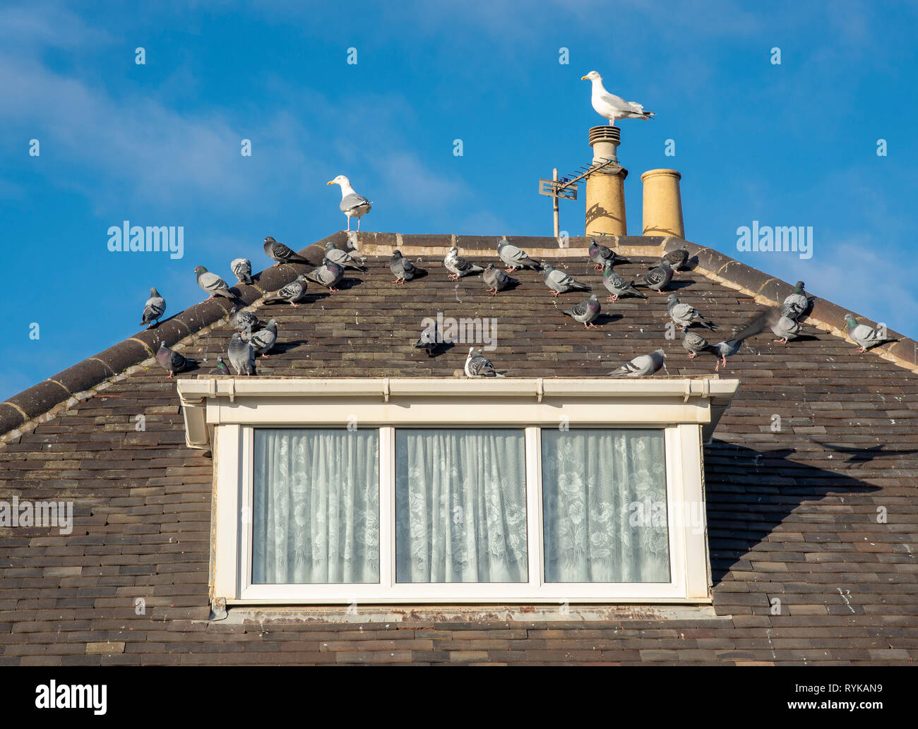 Pigeons and seagulls on a house roof, Lytham St Anne's, Lancashire. Stock Photo
