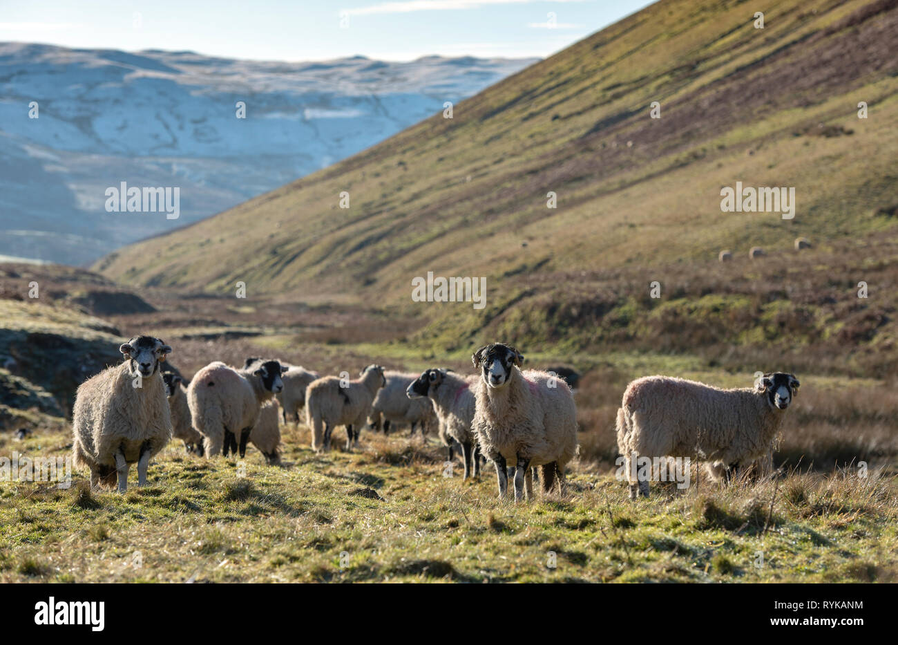 Swaledale ewes grazing on Barkin Fell near Krkby Lonsdale, Cumbria. Stock Photo