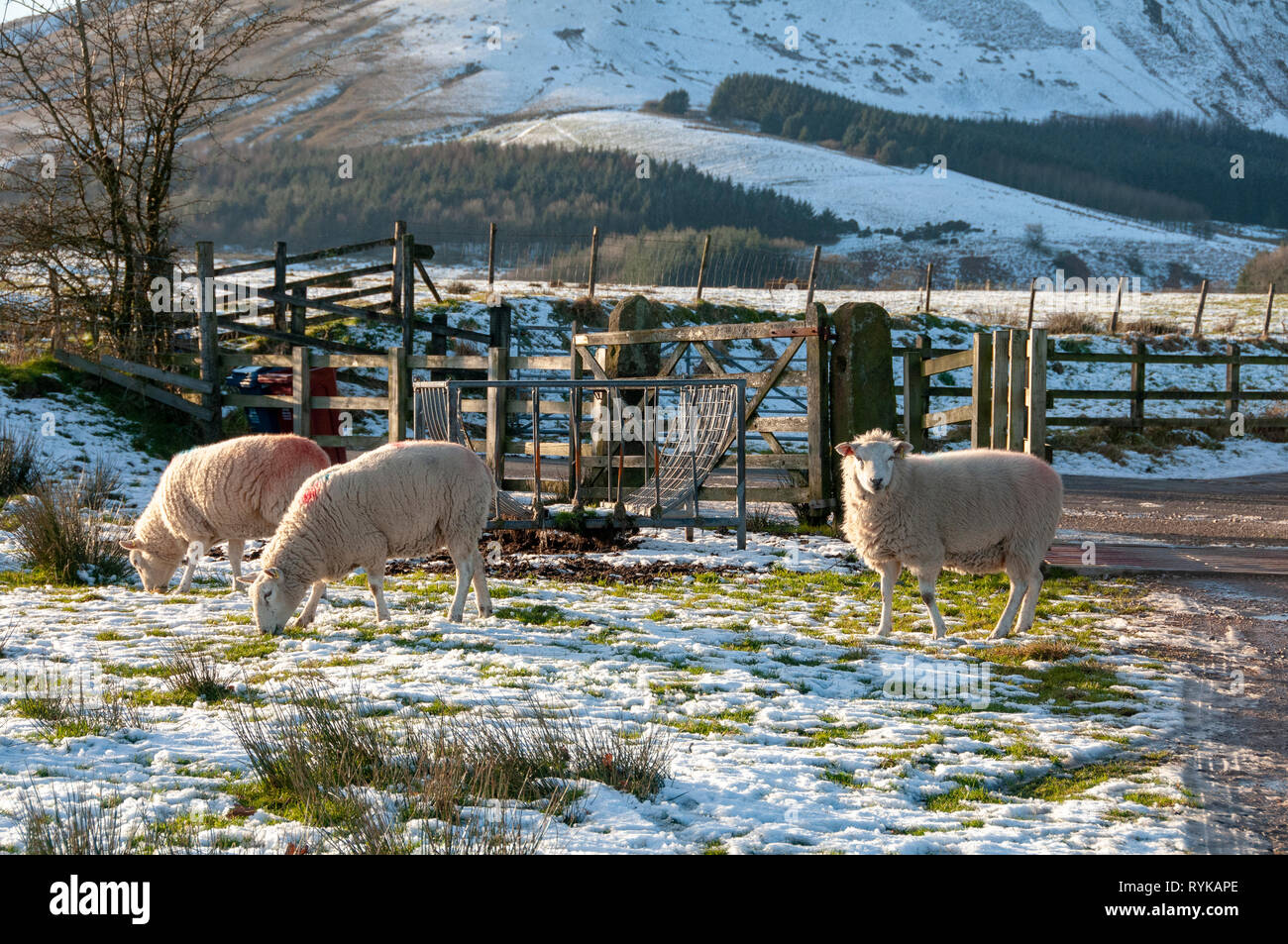 Sheep in the snow, Chipping, Preston, Lancashire. Stock Photo