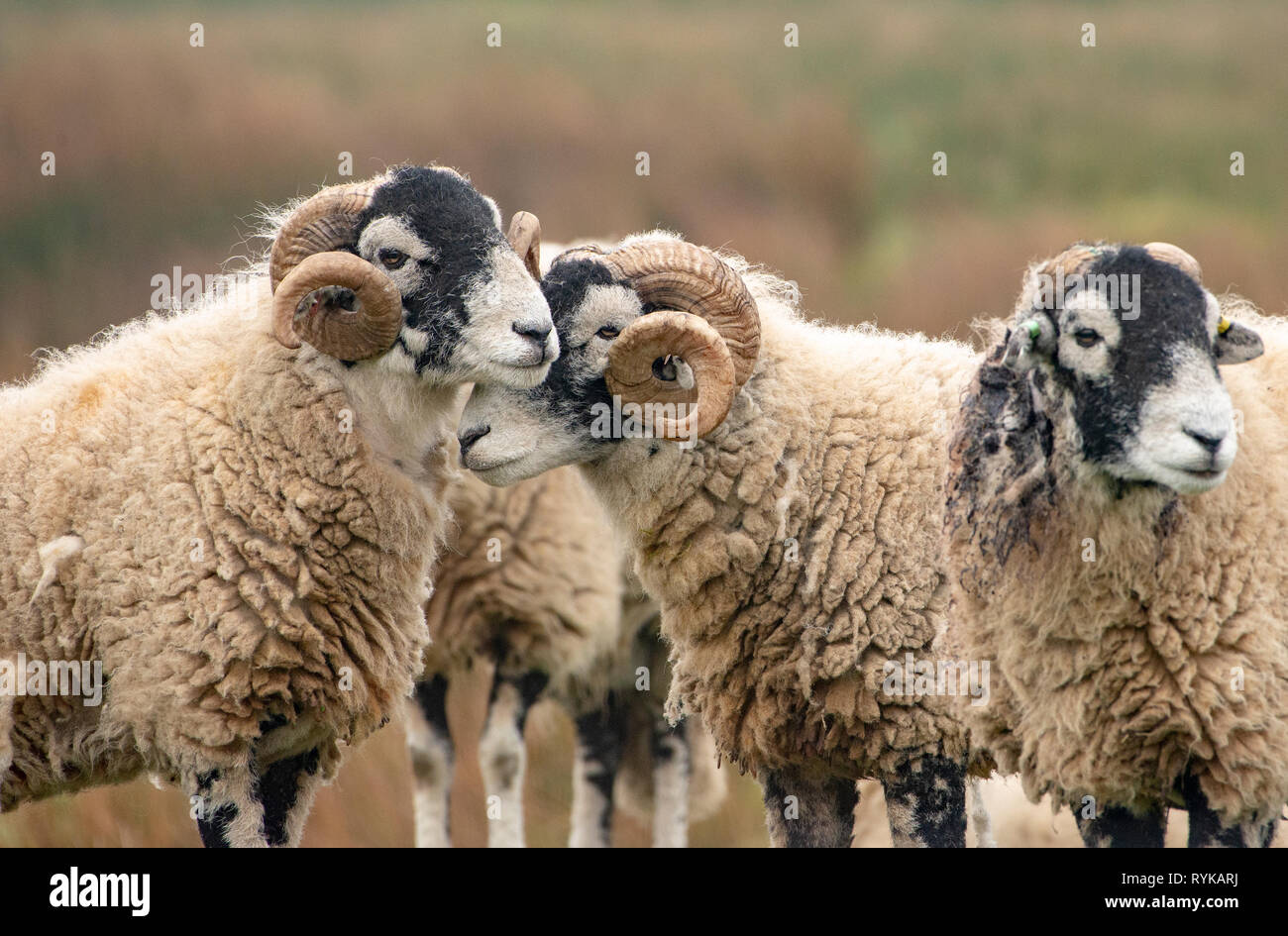 A group of Swaledale rams, Marshaw, Lancaster, Lancashire. Stock Photo