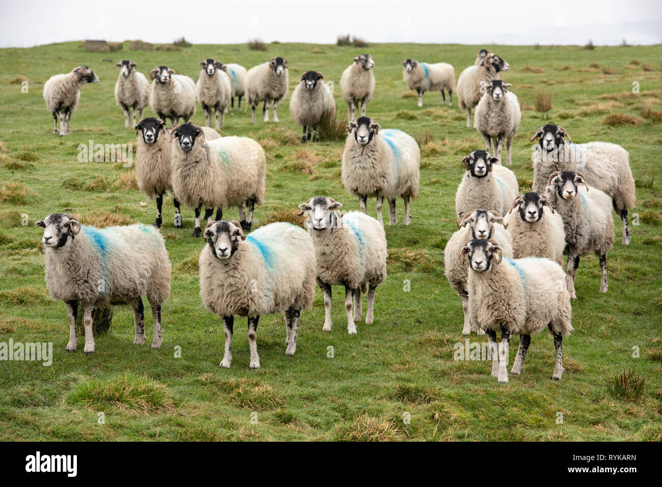 A group of Swaledale ewes near Grizedale Bridge, Oakenclough, Lancaster, Lancashire. Stock Photo