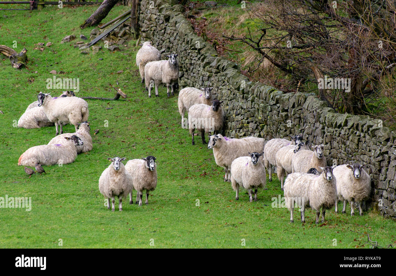 Mule ewes sheltering, at the side of a stone wall, from the rain, Dunsop Bridge, Lancashire, UK. Stock Photo