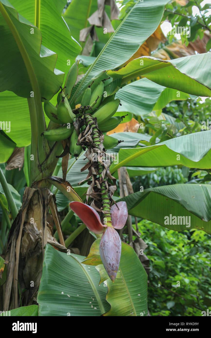 Banana tree in flower, Kampung Baru, Kuala Lumpur, Malaysia Stock Photo