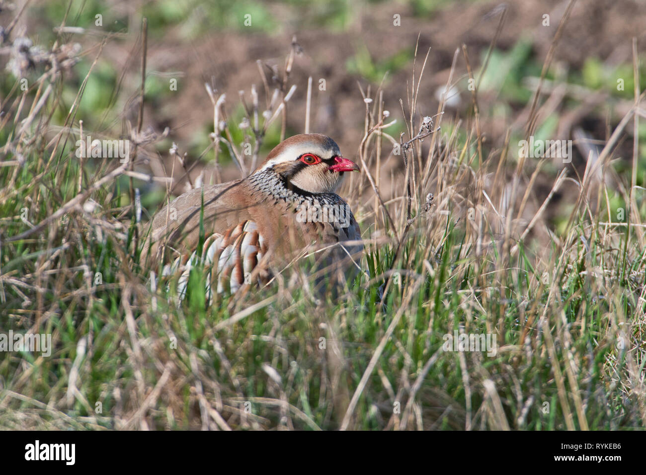Red-legged partridge (Alectoris rufa) moving through rough grassland on the edge of a farm field Stock Photo