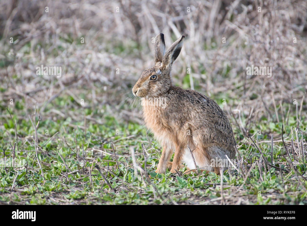 Brown or European hare (Lepus europaeus), alert posture Stock Photo