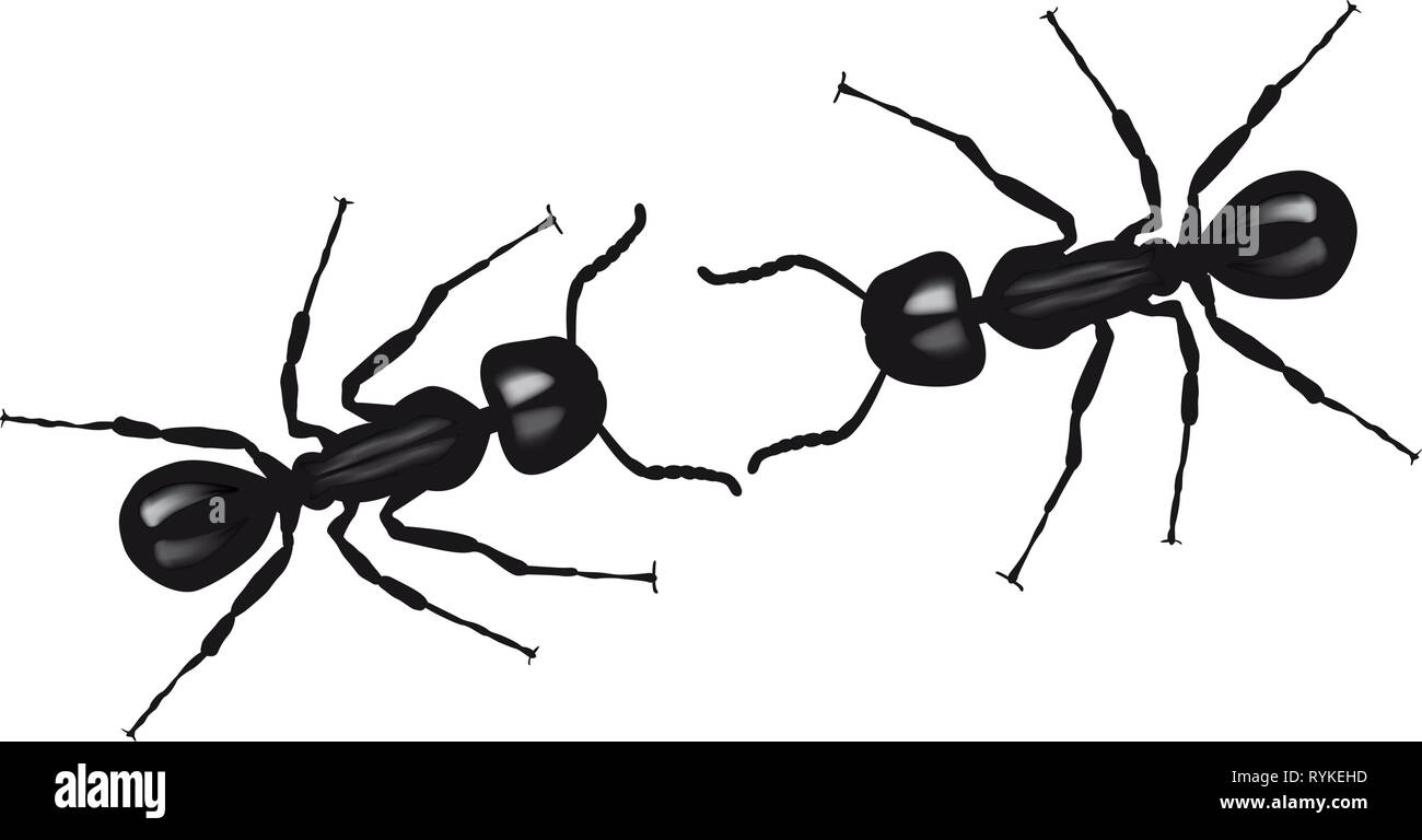 Ant antennas Cut Out Stock Images & Pictures Alamy