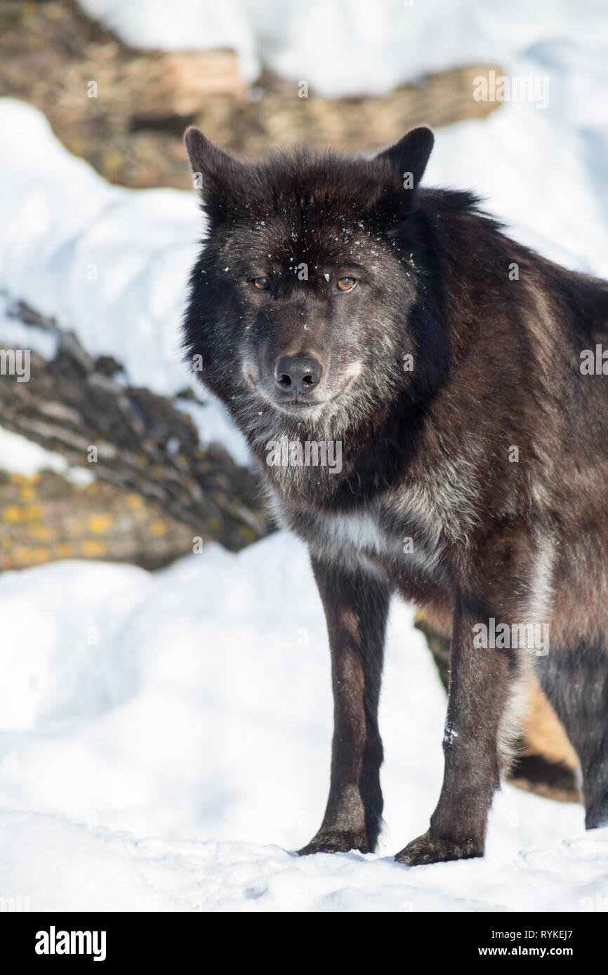Wild black canadian wolf is looking at the camera. Animals in wildlife