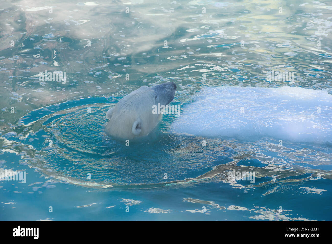 Polar bear is swimming in the water. Ursus maritimus or Thalarctos Maritimus. Animals in wildlife. Stock Photo