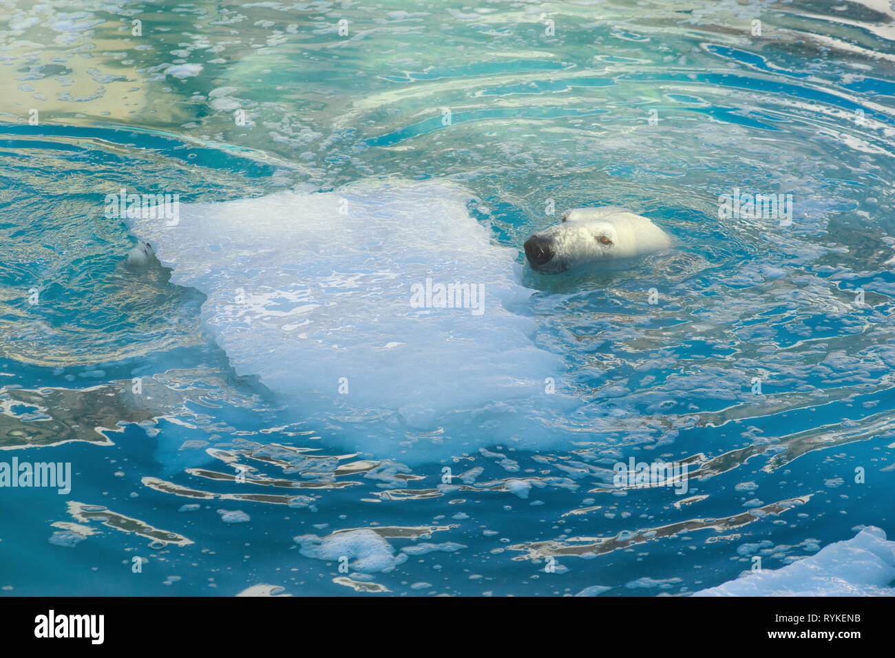 Polar bear comes up from under the water. Ursus maritimus or Thalarctos Maritimus. Animals in wildlife. Stock Photo