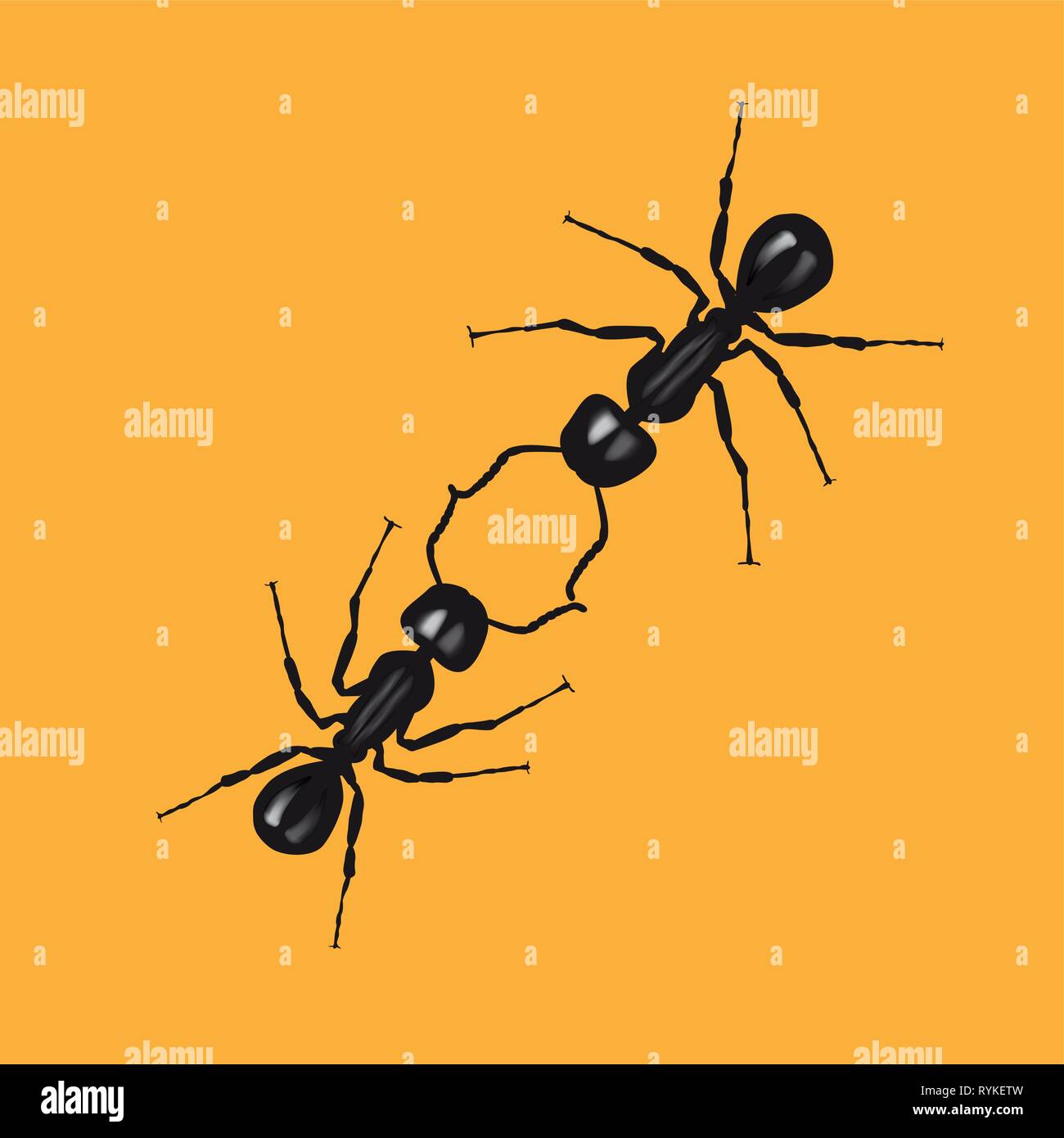 Two ants communicate by touching their antennas. Vector illustration on