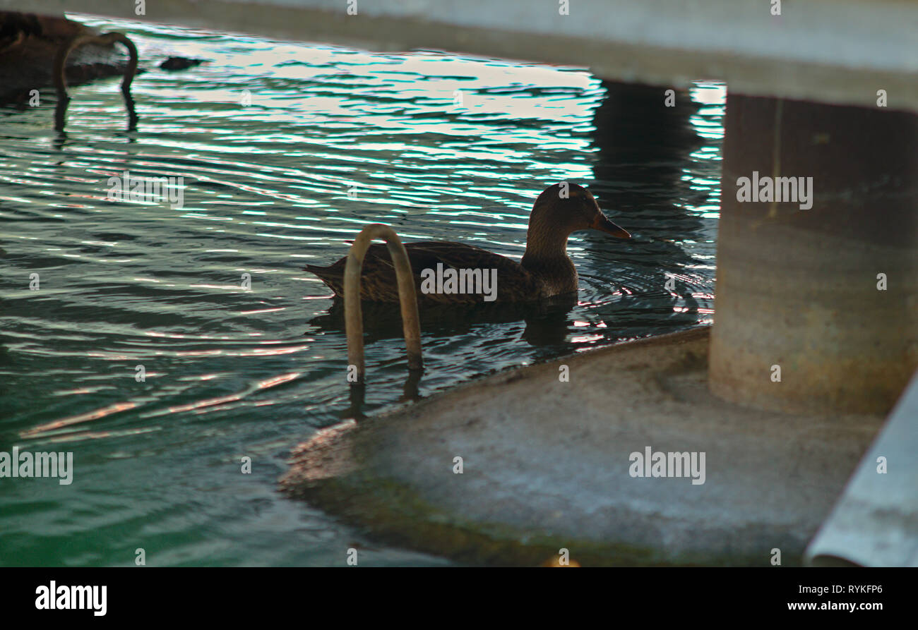 Brown duck swimming in water under a bridge Stock Photo
