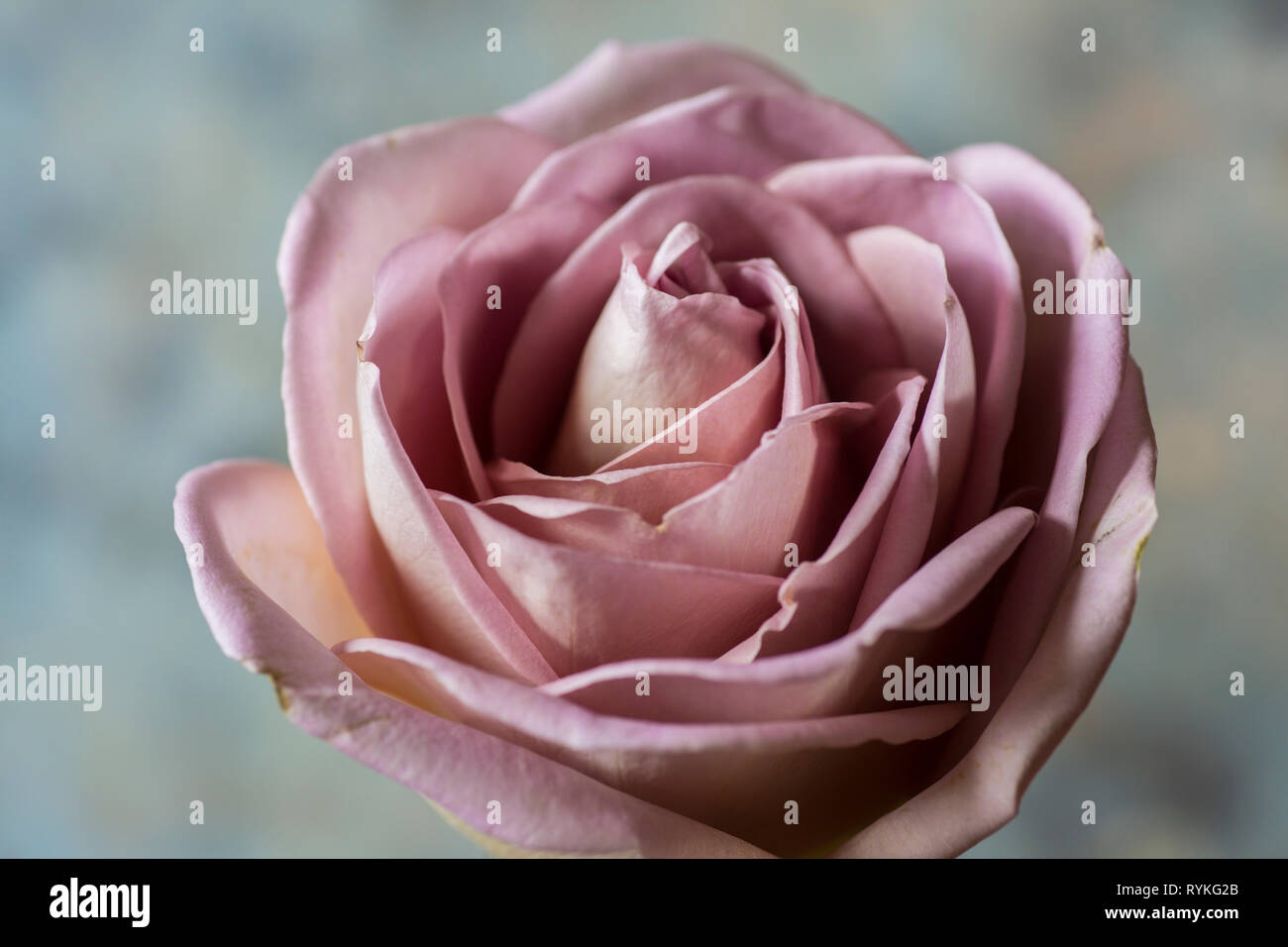 Pink Rose, single dusky pink rose flower in close up Stock Photo