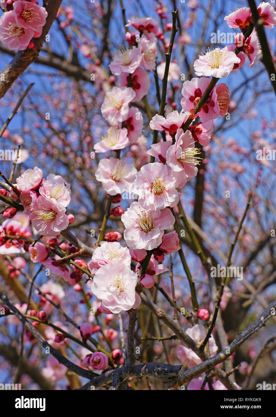 Pink Flower Blooms Of The Japanese Ume Apricot Tree Prunus Mume In Winter In Miyajama Japan Stock Photo Alamy