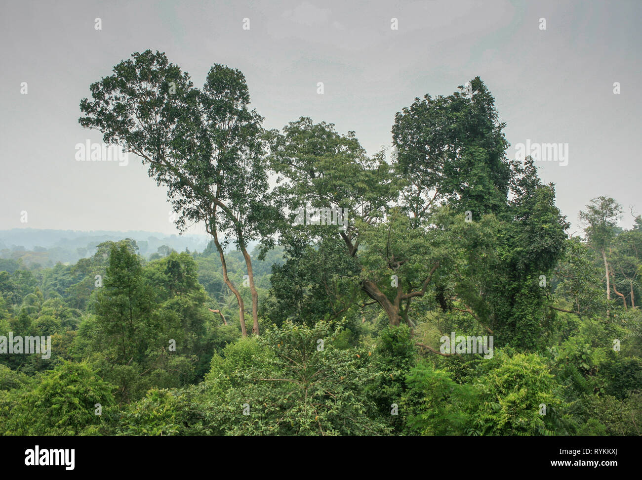 Bukit Timah Nature Reserve During The Haze Of 2015 Singapore Stock Photo Alamy