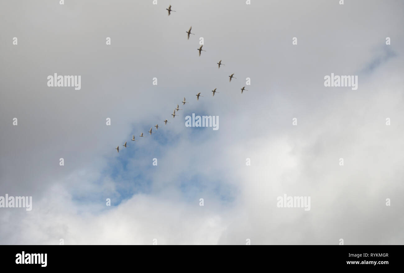 SWANS- Nature Art- Sweden Stock Photo